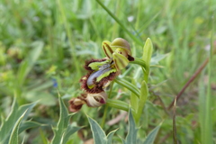 Ophrys speculum