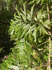 Grevillea robusta