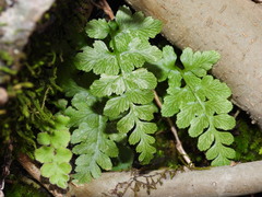 Asplenium adiantum-nigrum