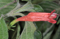 Ruellia brevifolia