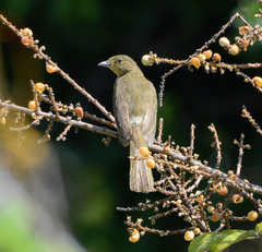 Andropadus importunus