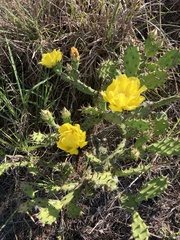 Opuntia humifusa