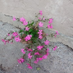 Silene pseudoatocion