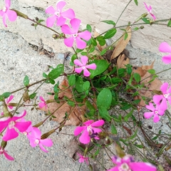 Silene pseudoatocion
