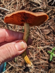 Cortinarius croceus