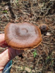 Cortinarius croceus