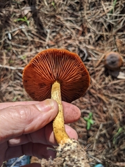 Cortinarius croceus