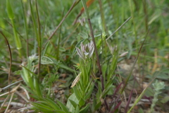 Polygala monspeliaca