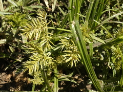 Cyperus