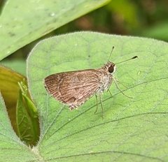 Callimormus saturnus