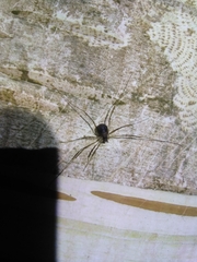 Dicranopalpus larvatus