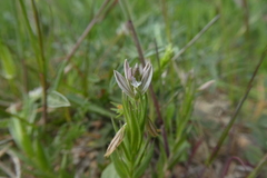 Polygala monspeliaca