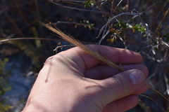 Aristida spiciformis