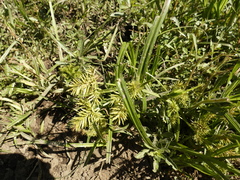 Cyperus
