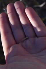 Aristida spiciformis