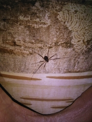 Dicranopalpus larvatus