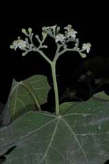 Cnidoscolus vitifolius