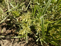 Cyperus