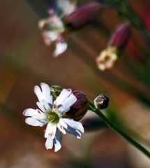 Silene douglasii douglasii