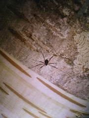 Dicranopalpus larvatus