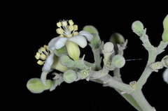 Cnidoscolus vitifolius