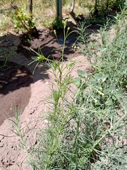 Picradeniopsis multiflora