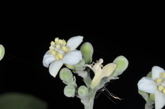 Cnidoscolus vitifolius