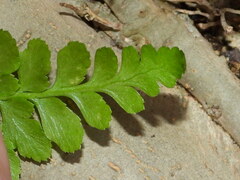 Asplenium adiantum-nigrum