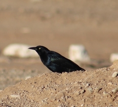 Quiscalus mexicanus