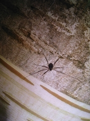 Dicranopalpus larvatus