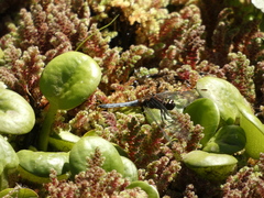 Erythrodiplax connata