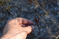 Stillingia sylvatica