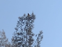 Parabuteo unicinctus