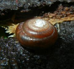 Hygromiidae