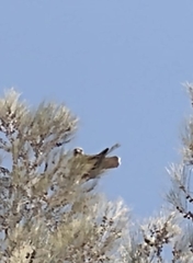 Parabuteo unicinctus