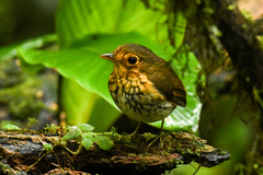 Grallaricula flavirostris