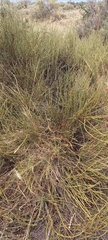 Ephedra
