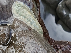 Ischnochiton maorianus