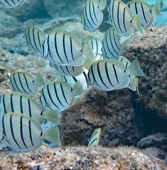 Acanthurus triostegus sandvicensis