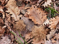 Andricus caputmedusae