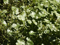 Hydrocotyle ranunculoides
