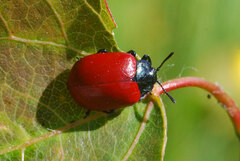 Chrysomela populi