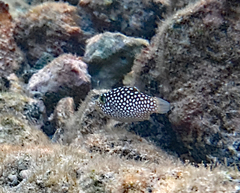Canthigaster jactator