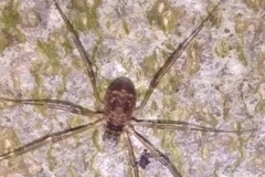 Dicranopalpus larvatus