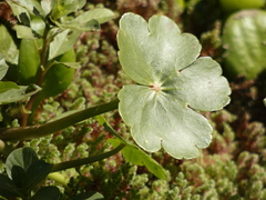 Hydrocotyle ranunculoides