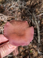 Laccaria amethysteo-occidentalis
