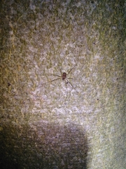 Dicranopalpus larvatus
