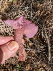Laccaria amethysteo-occidentalis