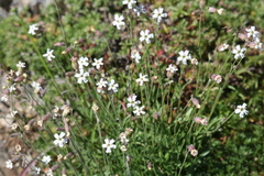 Silene douglasii douglasii