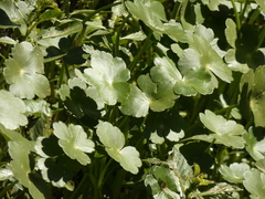 Hydrocotyle ranunculoides